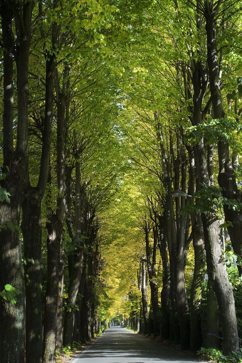 A long, straight road under a high canopy of trees in early autumn light